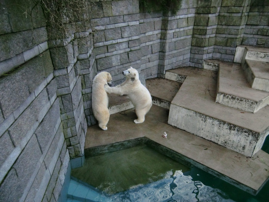 Eisbärin ANORI und Eisbär LUKA im Zoologischen Garten Wuppertal am 9. Februar 2014