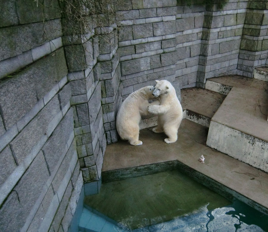 Eisbärin ANORI und Eisbär LUKA im Zoo Wuppertal am 9. Februar 2014