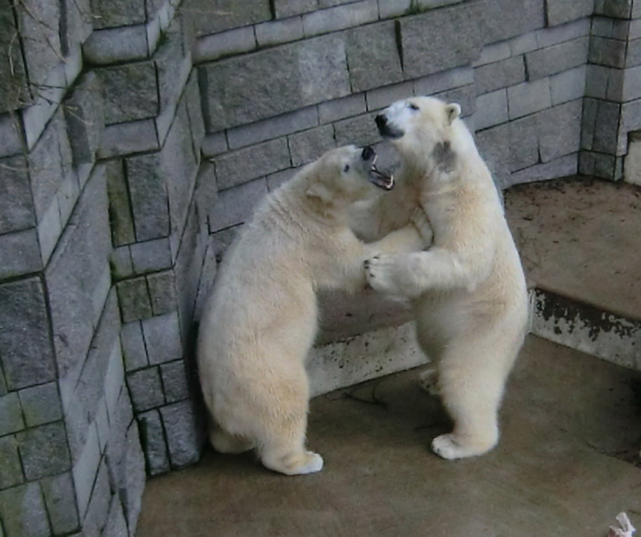 Eisbärin ANORI und Eisbär LUKA im Zoologischen Garten Wuppertal am 9. Februar 2014