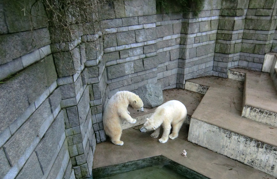 Eisbärin ANORI und Eisbär LUKA im Zoo Wuppertal am 9. Februar 2014