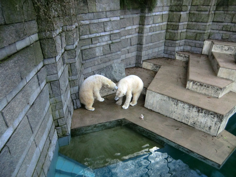 Eisbärin ANORI und Eisbär LUKA im Zoologischen Garten Wuppertal am 9. Februar 2014