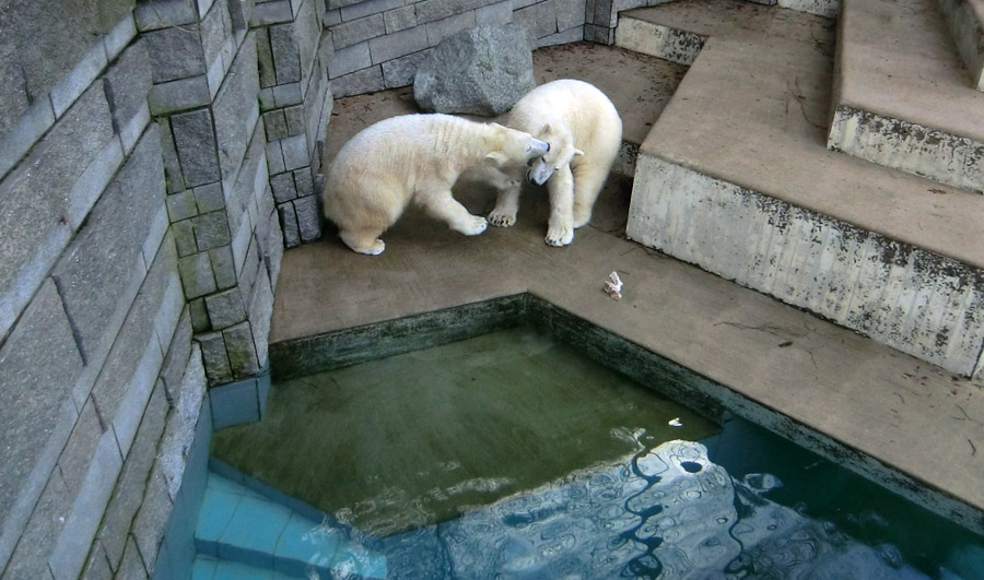 Eisbärin ANORI und Eisbär LUKA im Wuppertaler Zoo am 9. Februar 2014