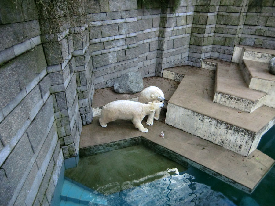 Eisbärin ANORI und Eisbär LUKA im Zoo Wuppertal am 9. Februar 2014