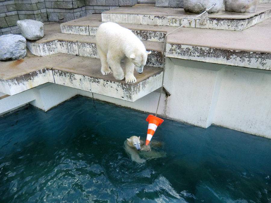 Eisbär LUKA auf der Treppe und Eisbärin ANORI im Wasser im Wuppertaler Zoo am 9. Februar 2014