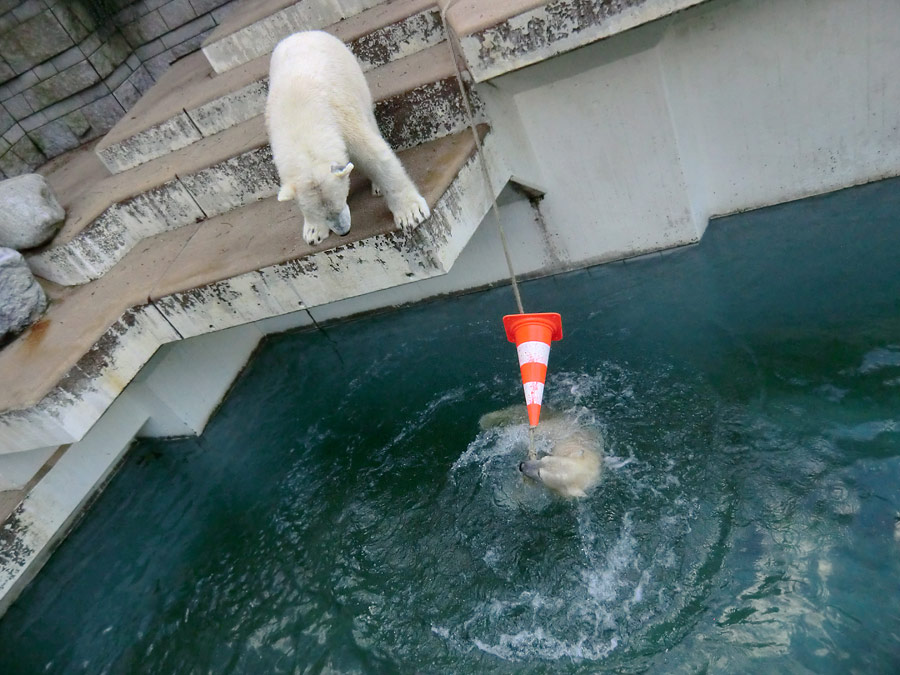 Eisbär LUKA auf der Treppe und Eisbärin ANORI im Wasser im Zoo Wuppertal am 9. Februar 2014