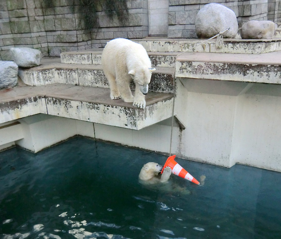 Eisbär LUKA auf der Treppe und Eisbärin ANORI im Wasser im Zoo Wuppertal am 9. Februar 2014