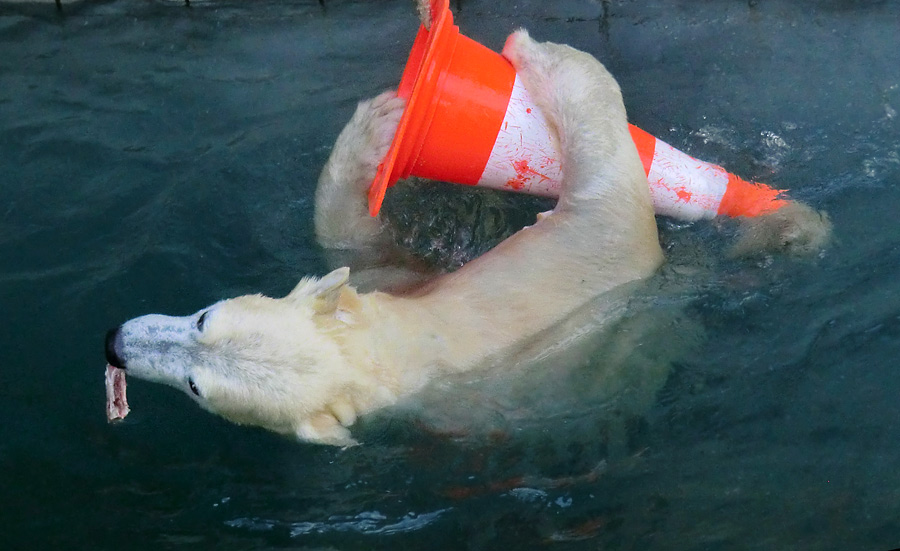 Eisbärin ANORI im Zoologischen Garten Wuppertal am 9. Februar 2014