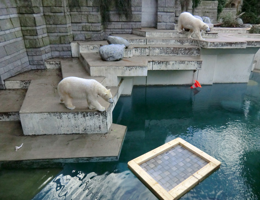 Eisbärin ANORI und Eisbär LUKA im Zoo Wuppertal am 9. Februar 2014