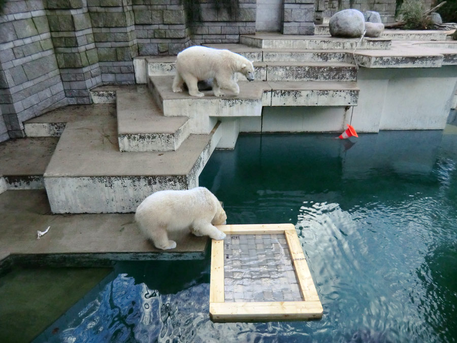 Eisbärin ANORI und Eisbär LUKA im Zoologischen Garten Wuppertal am 9. Februar 2014