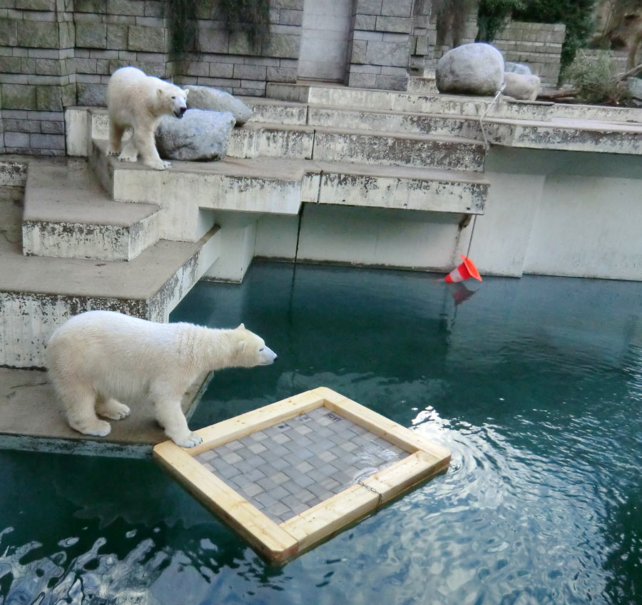 Eisbärin ANORI und Eisbär LUKA im Zoo Wuppertal am 9. Februar 2014