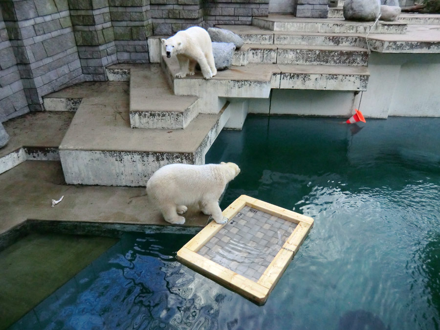 Eisbärin ANORI und Eisbär LUKA im Zoo Wuppertal am 9. Februar 2014