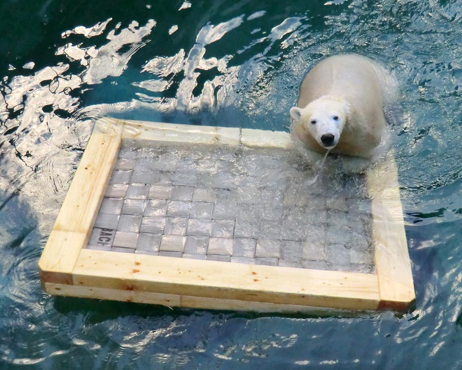 Eisbärin ANORI im Zoologischen Garten Wuppertal am 9. Februar 2014