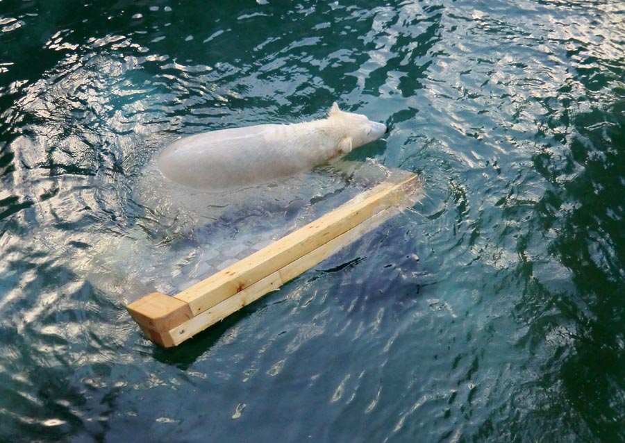 Eisbärin ANORI im Zoo Wuppertal am 9. Februar 2014