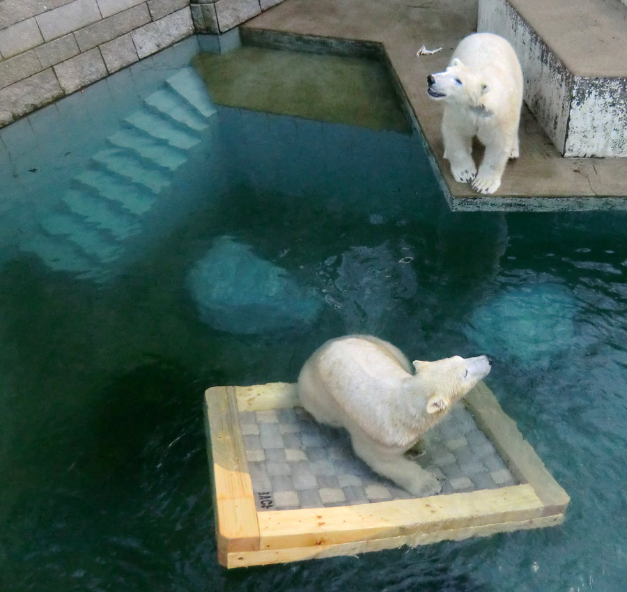 Eisbärin ANORI und Eisbär LUKA im Zoologischen Garten Wuppertal am 9. Februar 2014