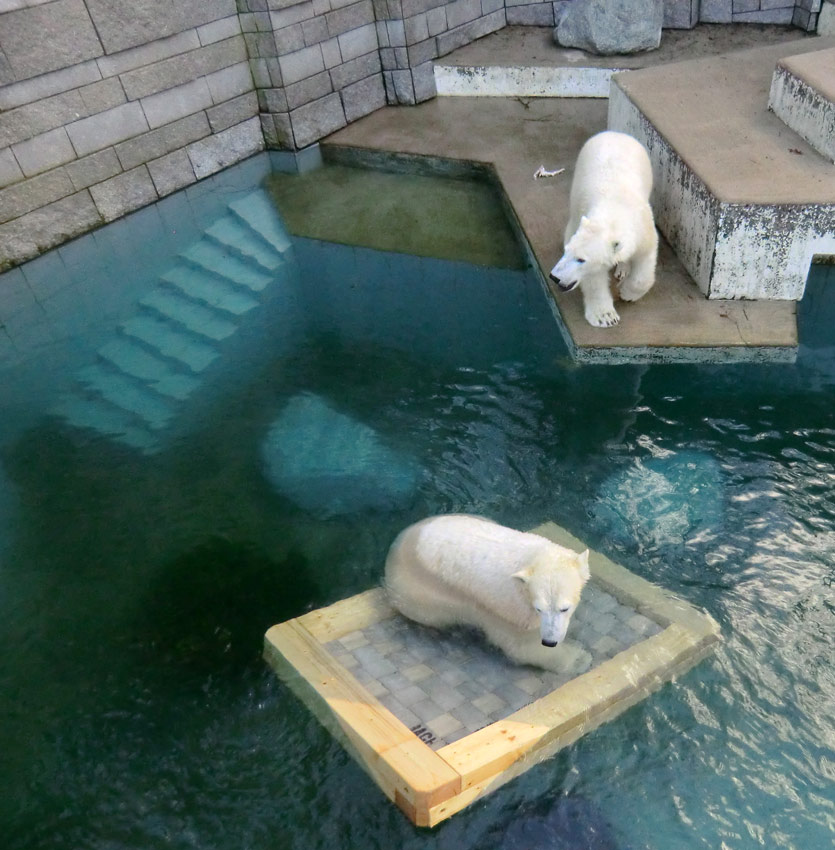 Eisbärin ANORI und Eisbär LUKA im Wuppertaler Zoo am 9. Februar 2014