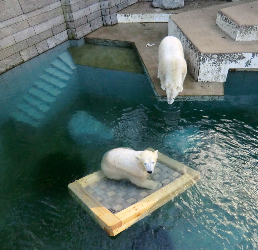 Eisbärin ANORI und Eisbär LUKA im Zoo Wuppertal am 9. Februar 2014