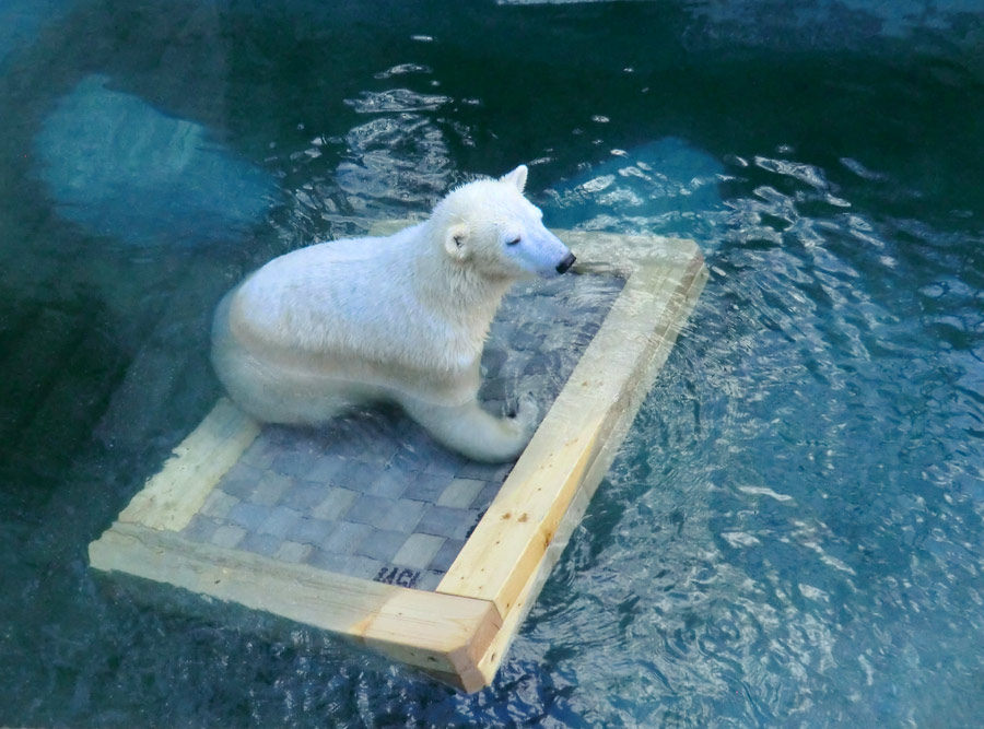 Eisbärin ANORI im Zoologischen Garten Wuppertal am 9. Februar 2014