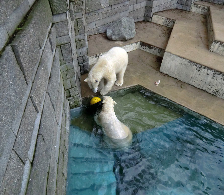 Eisbärin ANORI und Eisbär LUKA im Zoologischen Garten Wuppertal am 9. Februar 2014