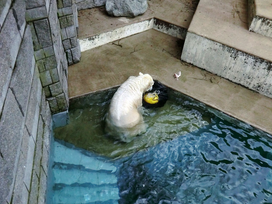 Eisbärin ANORI im Wuppertaler Zoo am 9. Februar 2014