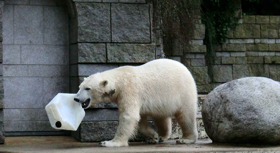 Eisbär LUKA im Zoo Wuppertal am 9. Februar 2014