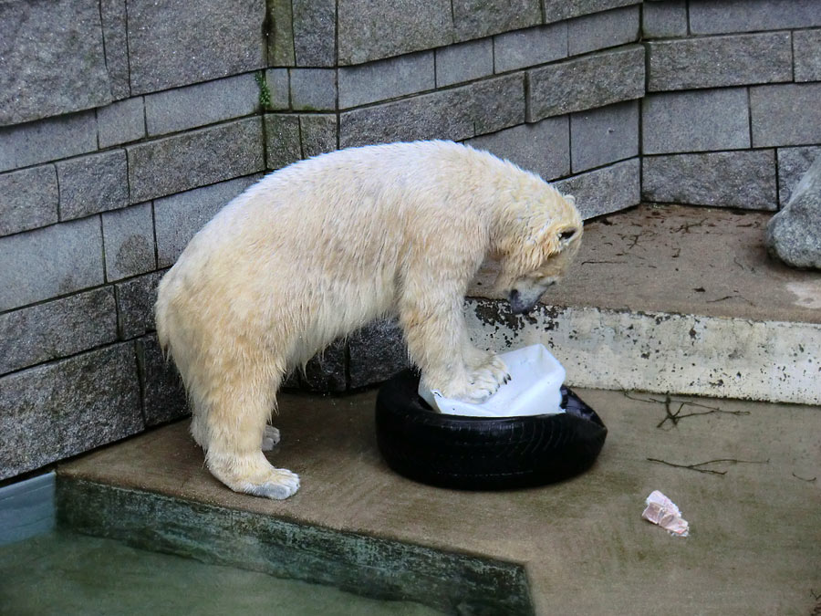 Eisbärin ANORI im Zoologischen Garten Wuppertal am 9. Februar 2014