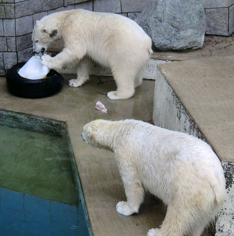 Eisbär LUKA und Eisbärin ANORI im Zoologischen Garten Wuppertal am 9. Februar 2014