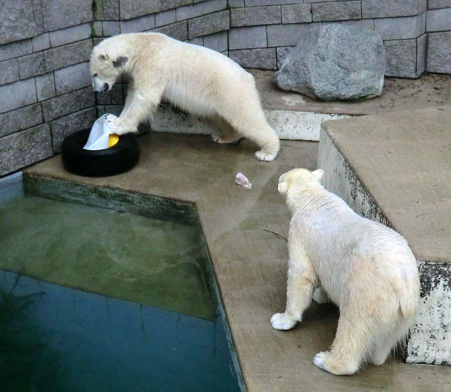 Eisbär LUKA und Eisbärin ANORI im Wuppertaler Zoo am 9. Februar 2014