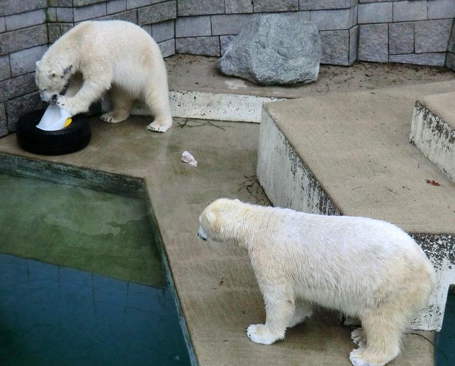 Eisbär LUKA und Eisbärin ANORI im Zoo Wuppertal am 9. Februar 2014