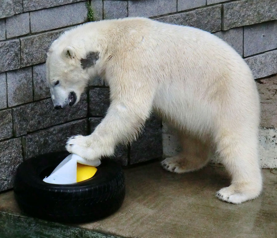 Eisbär LUKA im Wuppertaler Zoo am 9. Februar 2014