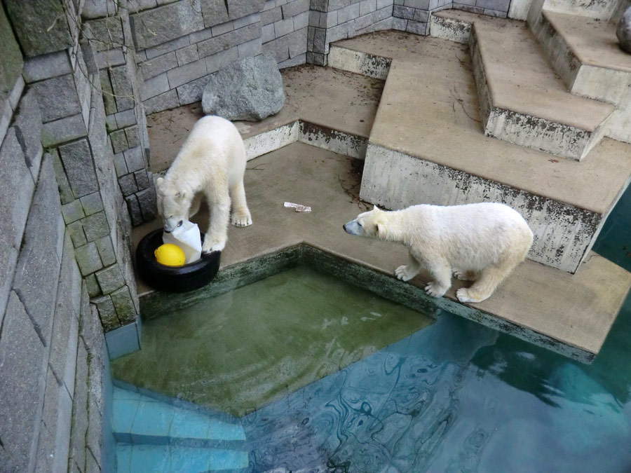 Eisbär LUKA und Eisbärin ANORI im Zoologischen Garten Wuppertal am 9. Februar 2014