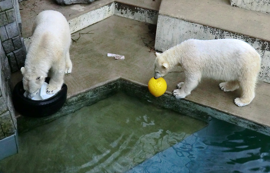 Eisbär LUKA und Eisbärin ANORI im Wuppertaler Zoo am 9. Februar 2014