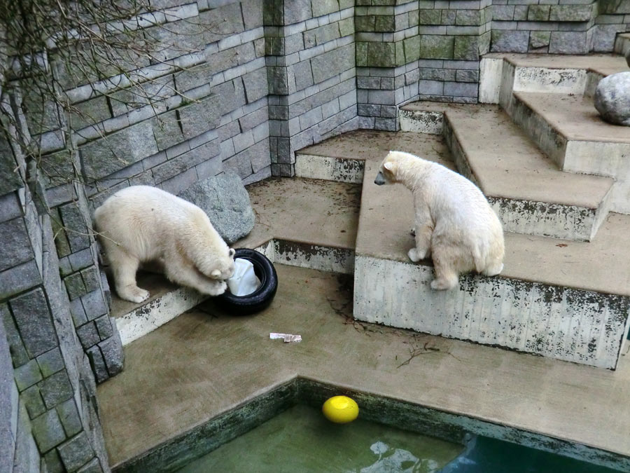 Eisbär LUKA und Eisbärin ANORI im Wuppertaler Zoo am 9. Februar 2014