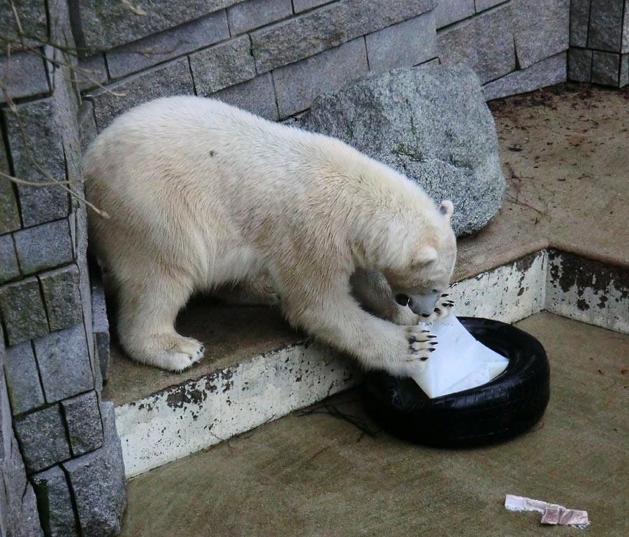 Eisbär LUKA im Zoologischen Garten Wuppertal am 9. Februar 2014