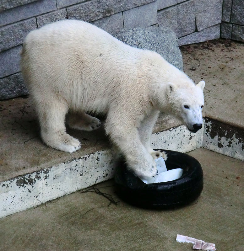 Eisbär LUKA im Wuppertaler Zoo am 9. Februar 2014