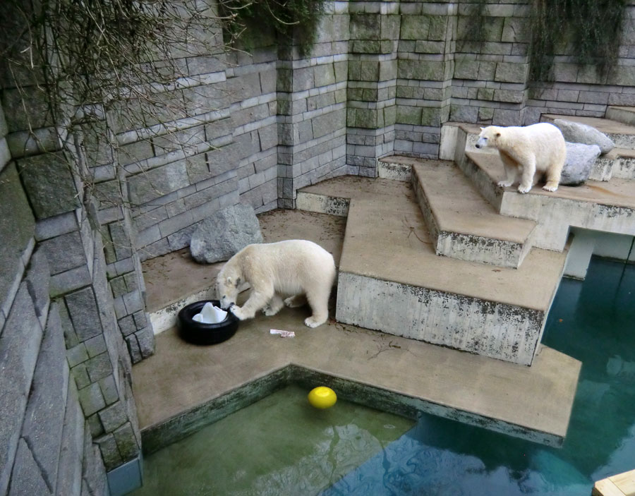 Eisbär LUKA und Eisbärin ANORI im Zoo Wuppertal am 9. Februar 2014