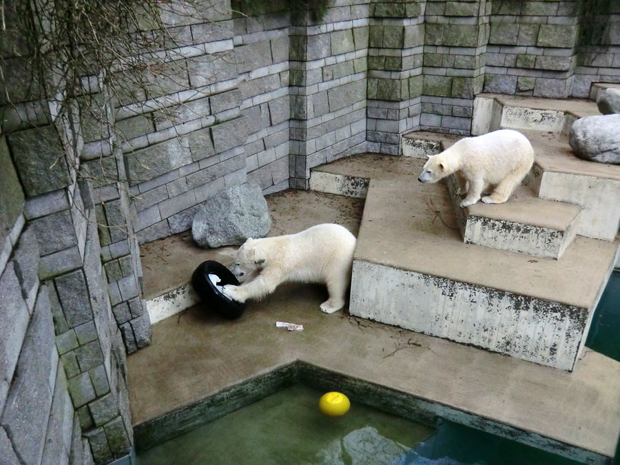 Eisbär LUKA und Eisbärin ANORI im Zoologischen Garten Wuppertal am 9. Februar 2014