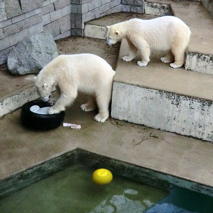 Eisbären LUKA und ANORI am 9. Februar 2014 im Wuppertaler Zoo