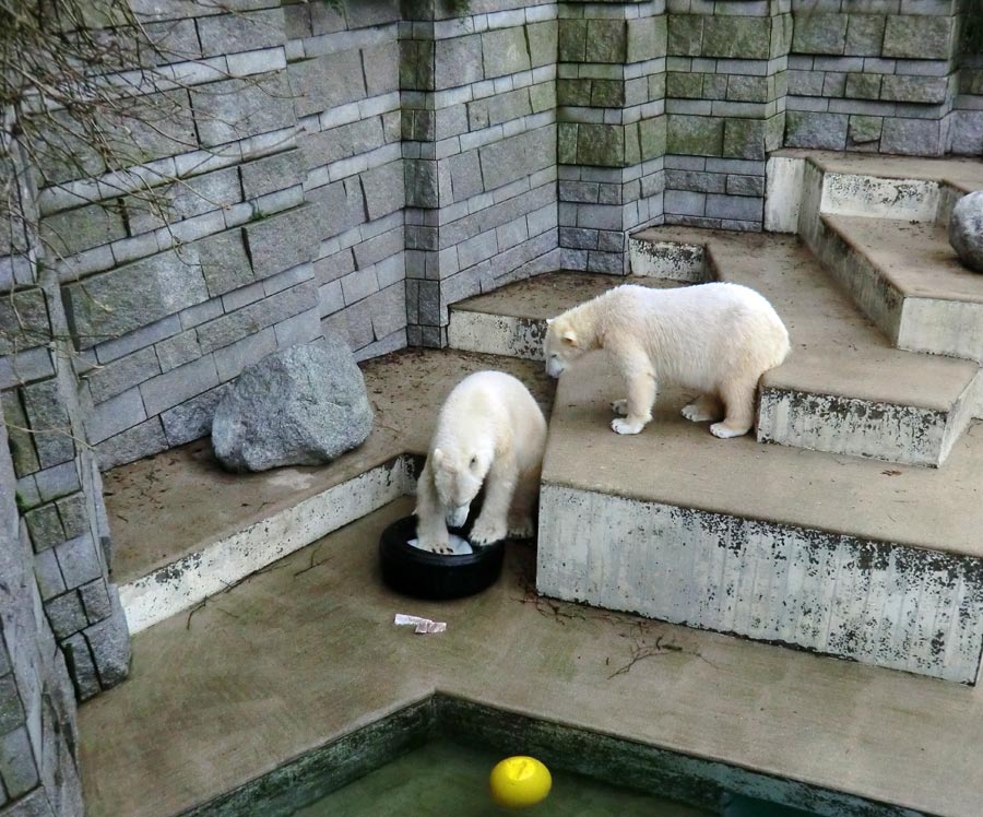 Eisbär LUKA und Eisbärin ANORI im Zoo Wuppertal am 9. Februar 2014