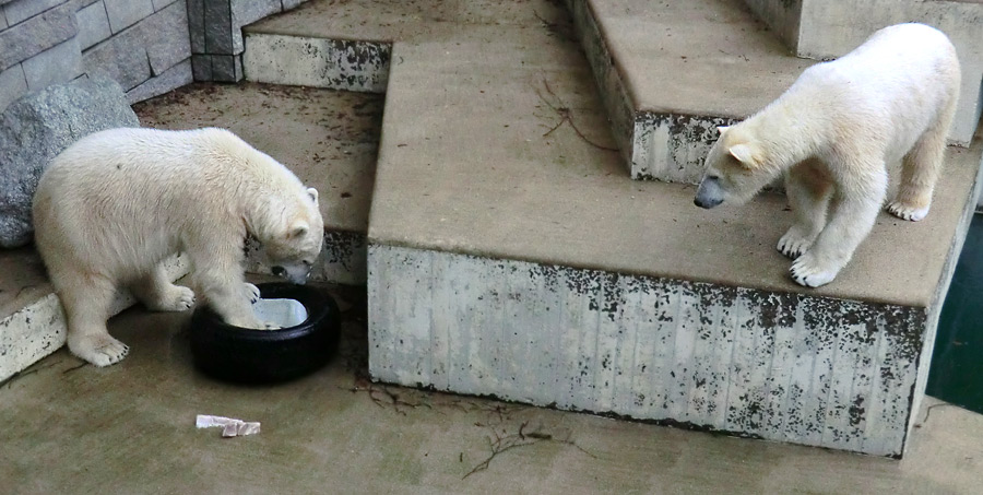 Eisbär LUKA und Eisbärin ANORI im Zoologischen Garten Wuppertal am 9. Februar 2014