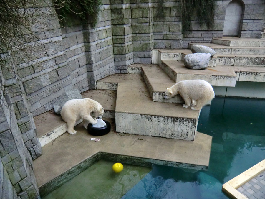 Eisbär LUKA und Eisbärin ANORI im Wuppertaler Zoo am 9. Februar 2014