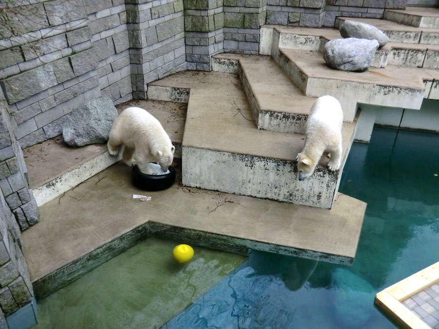 Eisbär LUKA und Eisbärin ANORI im Zoo Wuppertal am 9. Februar 2014