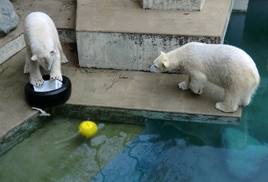 Eisbär LUKA und Eisbärin ANORI im Zoologischen Garten Wuppertal am 9. Februar 2014