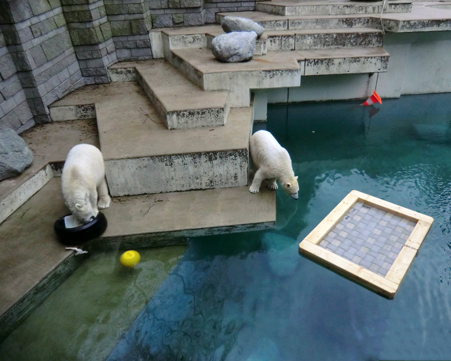 Eisbär LUKA und Eisbärin ANORI im Wuppertaler Zoo am 9. Februar 2014