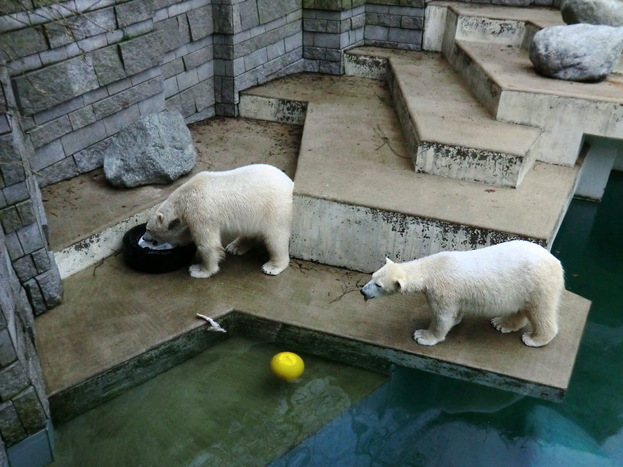 Eisbär LUKA und Eisbärin ANORI im Zoo Wuppertal am 9. Februar 2014