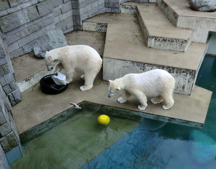 Eisbär LUKA und Eisbärin ANORI im Zoologischen Garten Wuppertal am 9. Februar 2014