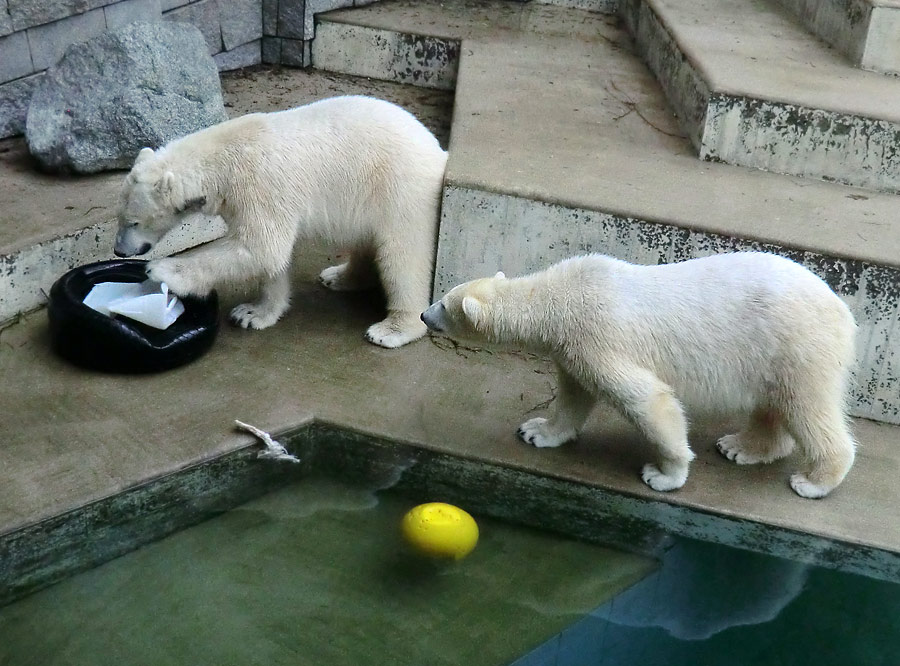 Eisbär LUKA und Eisbärin ANORI im Wuppertaler Zoo am 9. Februar 2014