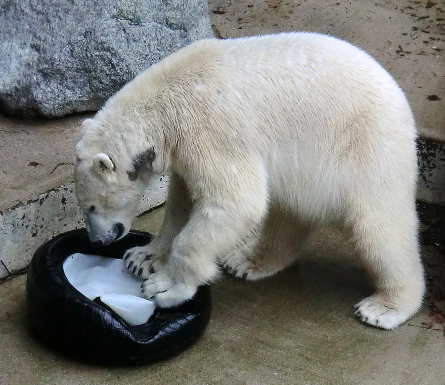 Eisbär LUKA im Zoo Wuppertal am 9. Februar 2014