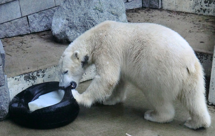 Eisbär LUKA im Zoologischen Garten Wuppertal am 9. Februar 2014