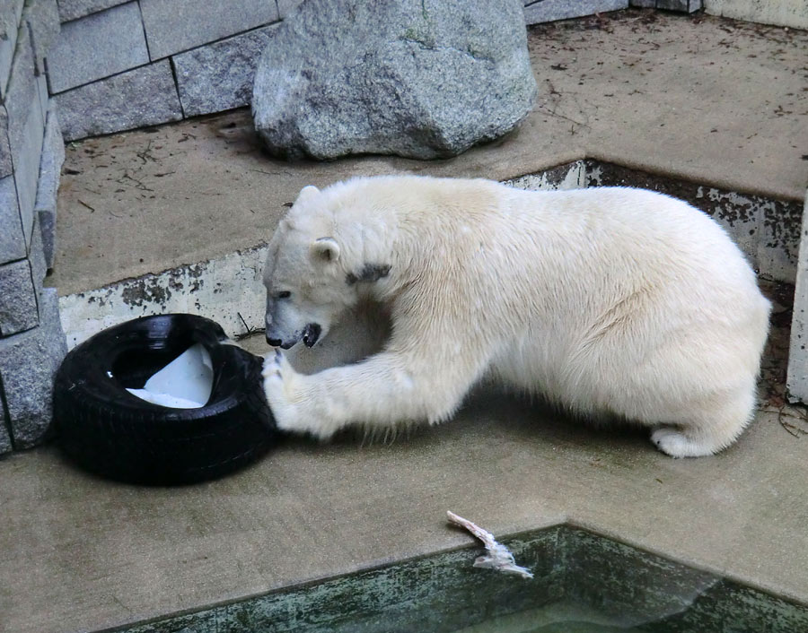 Eisbär LUKA im Wuppertaler Zoo am 9. Februar 2014