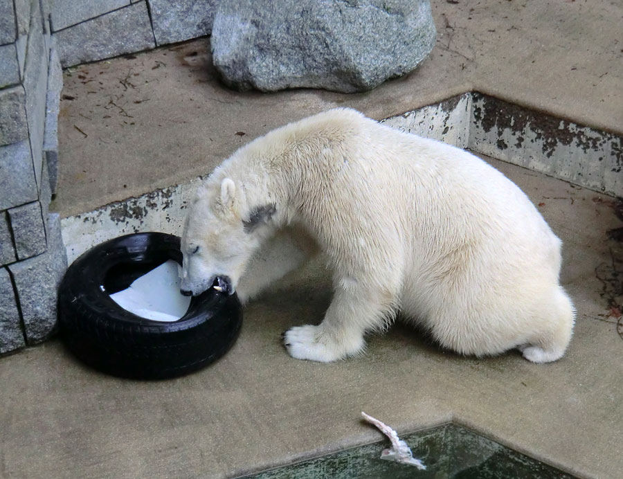 Eisbär LUKA im Zoo Wuppertal am 9. Februar 2014